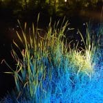 Grass lighting effect at night